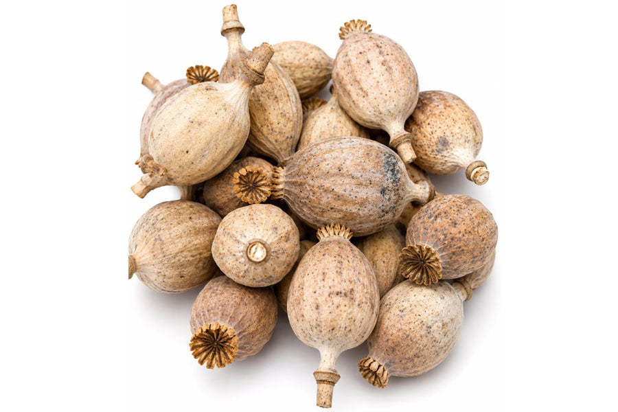 Dried Pods And Plants