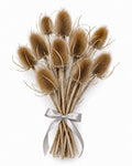 Teasels (Natural)