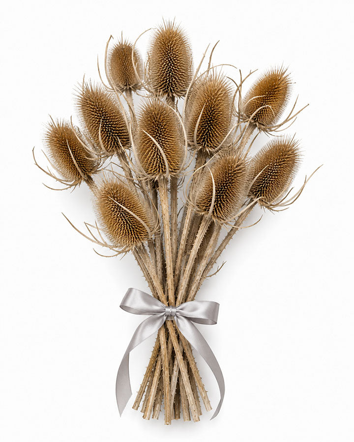 Teasels (Natural)